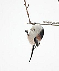 Dũng Sĩ Cầy Thảo Nguyên
