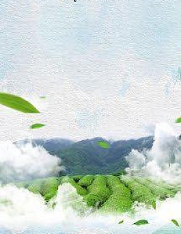 Bí Mật Đồi Trà