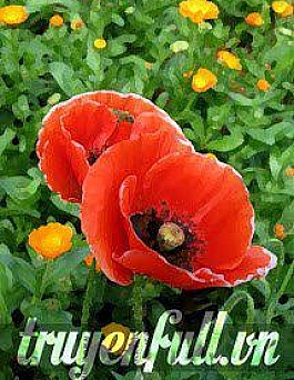 Đại Lục Thất Lạc