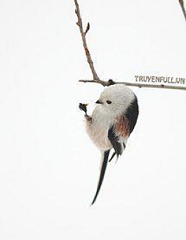 Dũng Sĩ Cầy Thảo Nguyên