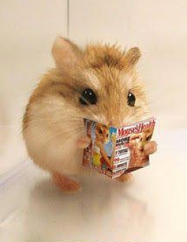 Mạt Thế Hamster Giàu Chảy Mỡ