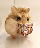 Mạt Thế Hamster Giàu Chảy Mỡ Mạt Thế Hamster Giàu Chảy Mỡ
